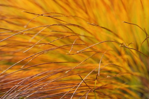 Grass tuft of rusty-red donkeykey