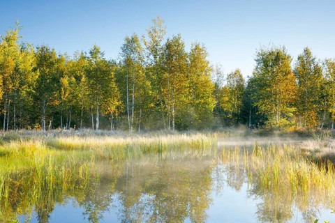 The first rays of sunlight bathe the birch forest and grasses in a warm light