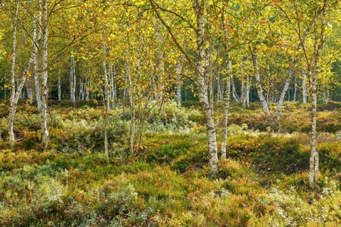 Birch forest and blueberry bushes in the backlight
