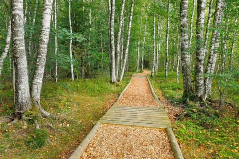 Forest path in the birch forest near Les Ponts-de-Martel in the canton of Neuchatel