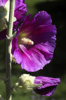 Common hollyhock