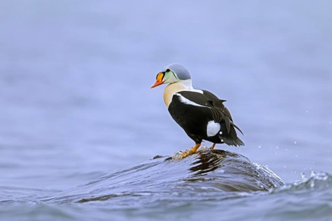 King eider