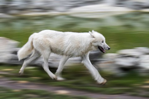 Lone Canadian Arctic wolf