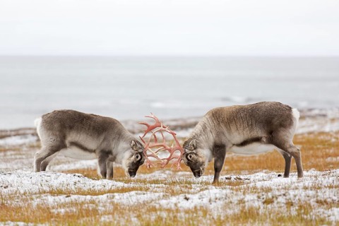 Two Svalbard reindeer