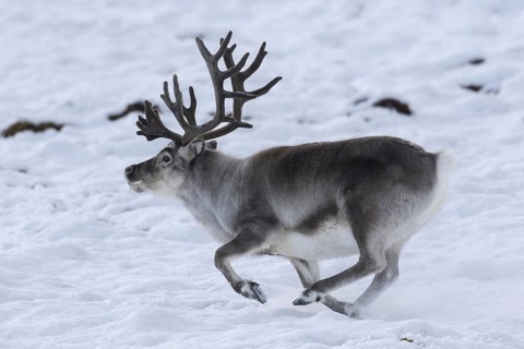 Svalbard reindeer