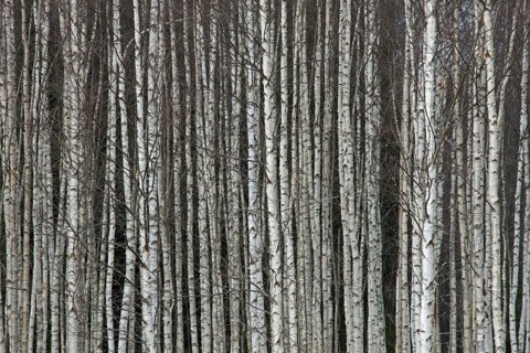 Tree trunks of Silver birch
