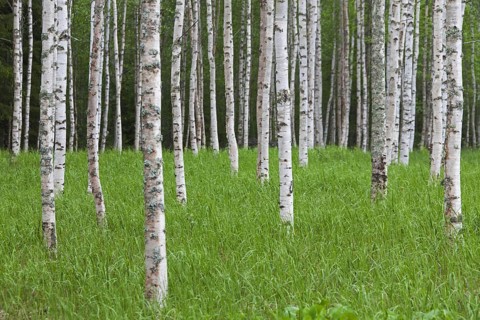 Silver birch
