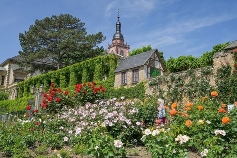 Rose garden