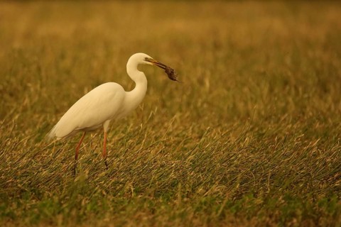 Great egret