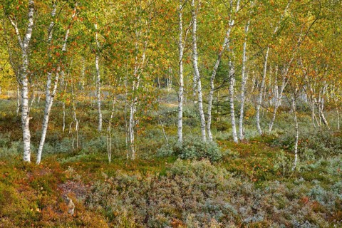 Birch forest and blueberry bushes in the high moor near Les Ponts-de-Martel