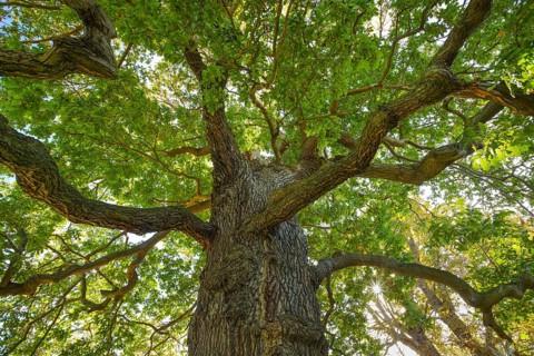 Oak
