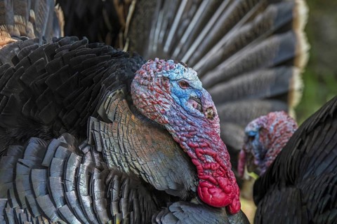 Two wild turkeys
