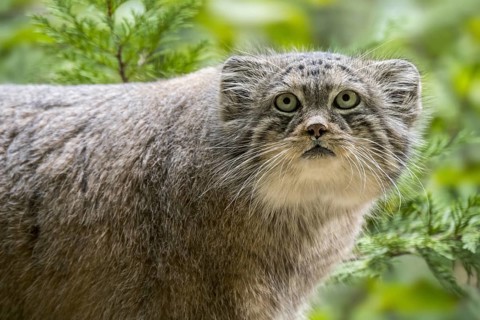 Pallas's cat
