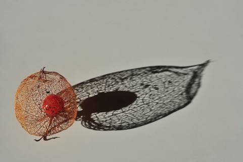 Cape gooseberry
