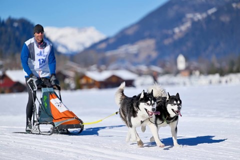 Musher with two Siberian huskies at the sled dog race in Lenk in 2022
