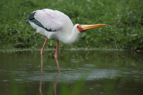 African yellow-billed stork