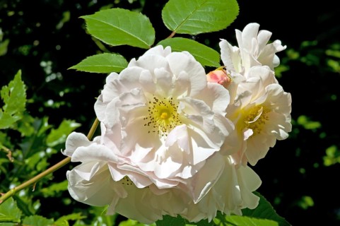 Moschata hybrids Rose Penelope