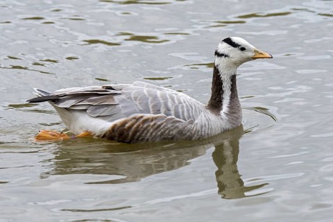 Bar-headed goose