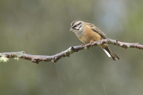 Rock Bunting
