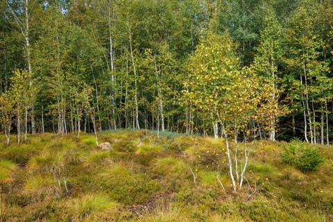 Birches and heather in the high moor near Les Ponts-de-Martel in the canton of Neuchatel