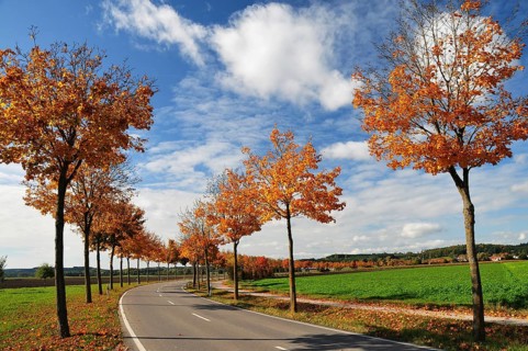 Maple avenue in autumn