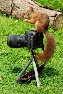 Squirrel holding nut in hands sitting on camera in green grass looking left