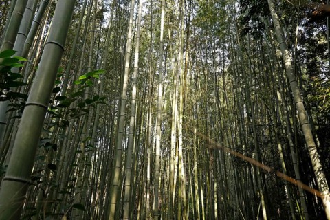 Bamboo trunks in the Arashiyama bamboo forest in Kyoto