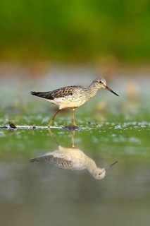 Common greenshank