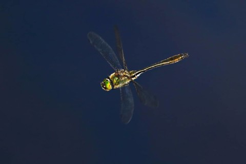 Damselfly