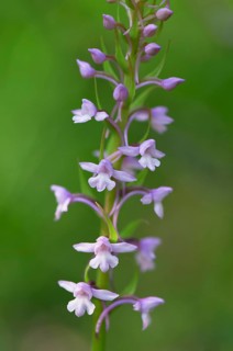 Fragrant orchid