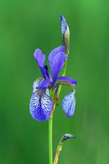 Siberian iris