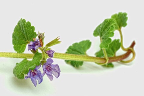 Medicinal plant Gundermann