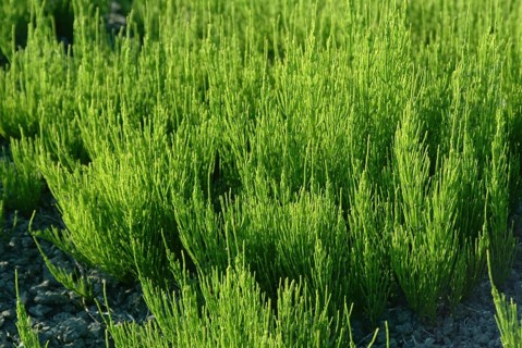 Field horsetail