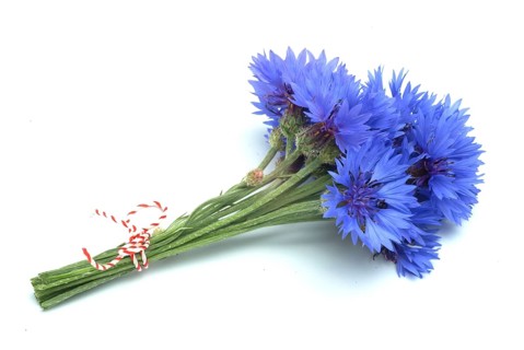 Cornflower