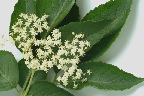 Black elder