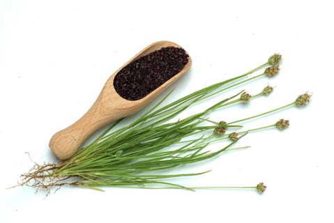 Plant species from the plantain genus