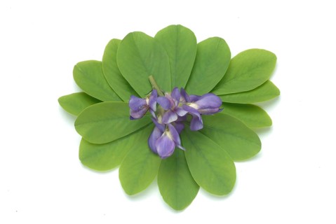 Indigolupine