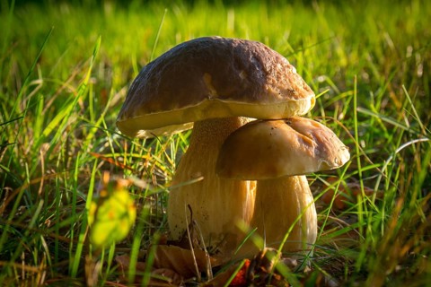 Two mushrooms in grass
