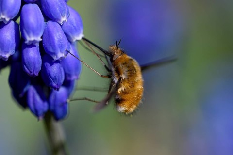 Large bee fly
