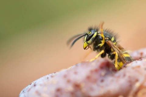 Common wasp