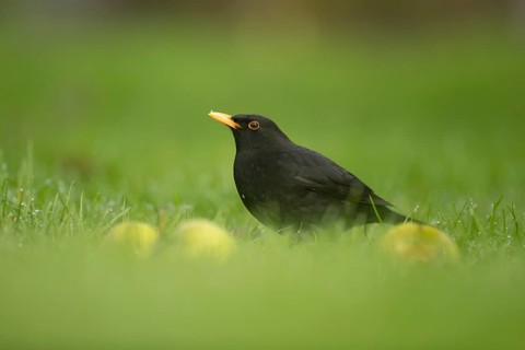 European blackbird