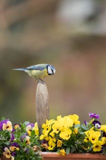 Blue tit