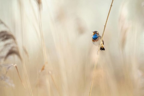 Mating bluethroat