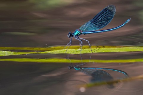 Banded demoiselle