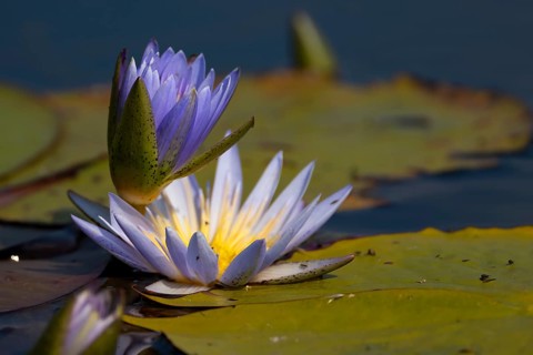 Water lilies