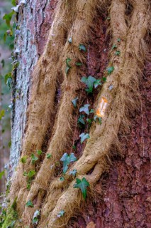 Thick ivy root