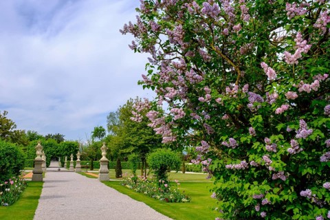 Lilac