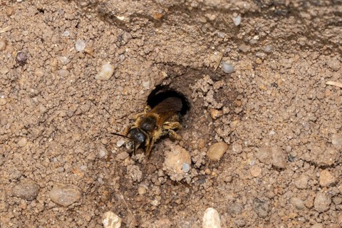 Yellow-banded sweat bee crawling on ground from nest hole looking diagonally left