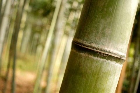 Close-up of a bamboo trunk in the Arashiyama bamboo forest in Kyoto