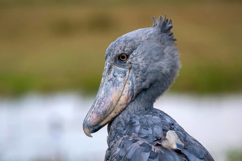 Shoebill